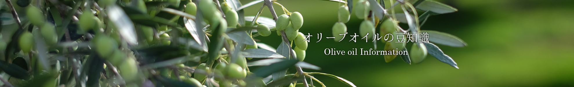 オリーブオイルの豆知識