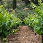 ワインの産地としても有名なクレタ島。