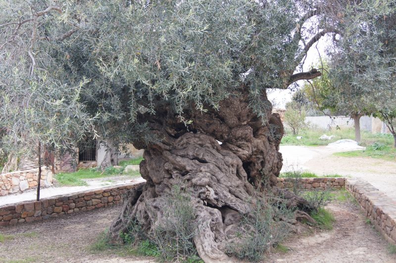 クレタ島最古のオリーブ樹